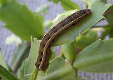 Cutworm in North Dallas For Worth lawn
