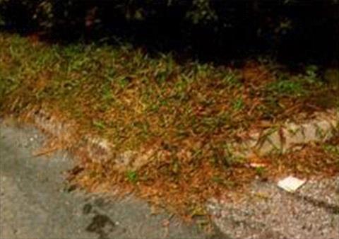 Crabgrass on North Dallas Fort Worth lawn