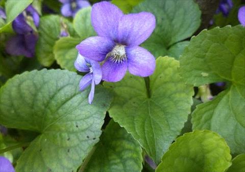 Difficult to Control Weeds