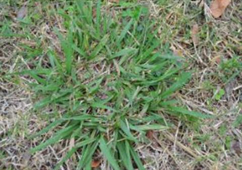 Dallisgrass in North Dallas Fort Worth