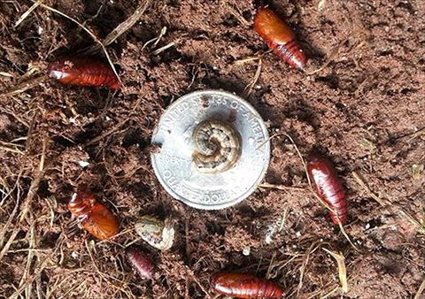 Armyworms in North Dallas Fort Worth
