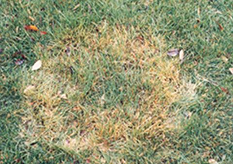 Brown Patch lawn disease