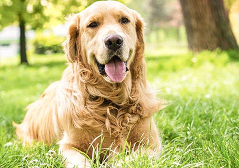 Dog Spot in North Dallas Fort Worth