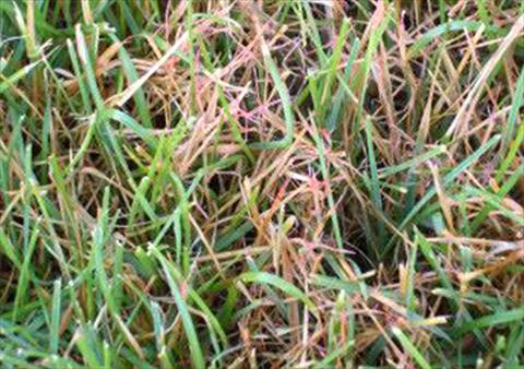 What Is Red Thread?  Weed and Disease Identification Tips