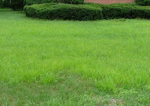 Nutsedge in NDFW Lawn