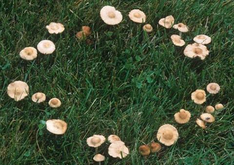 Mushrooms in Lawn