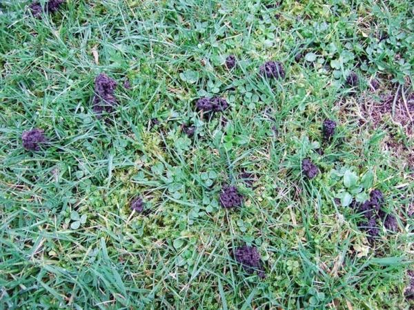 Mole Cricket Damage