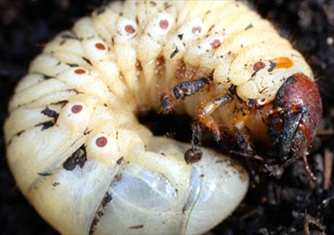White Grubs in NDFW Lawn
